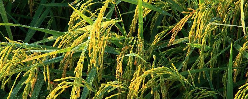 荃优822水稻品种的特性，每亩1.2～1.5万穴