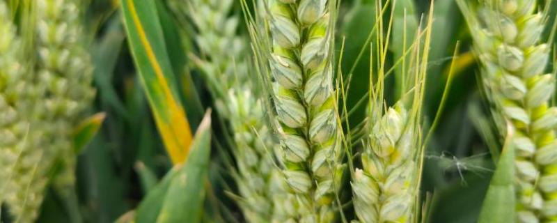 新科麦168小麦种子特点，属半冬性中晚熟品种