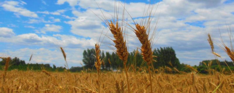 黔麦22号（区试名称：黔0507-2）小麦种子特征特性，播种时应施足底肥