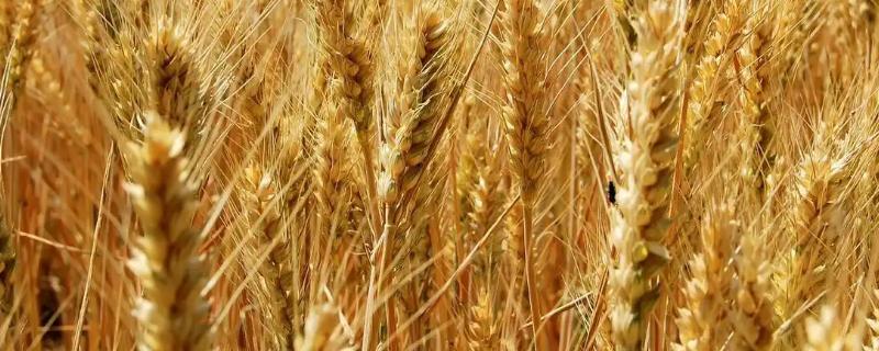 涡麦101小麦种子介绍，全生育期224天