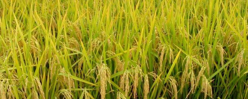 吉优258水稻种子特征特性，全生育期120.7天