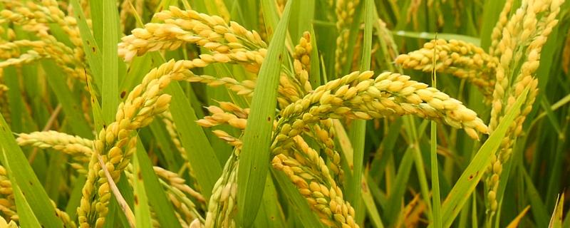 海丰4A水稻品种的特性，在海南北部2月3日播种