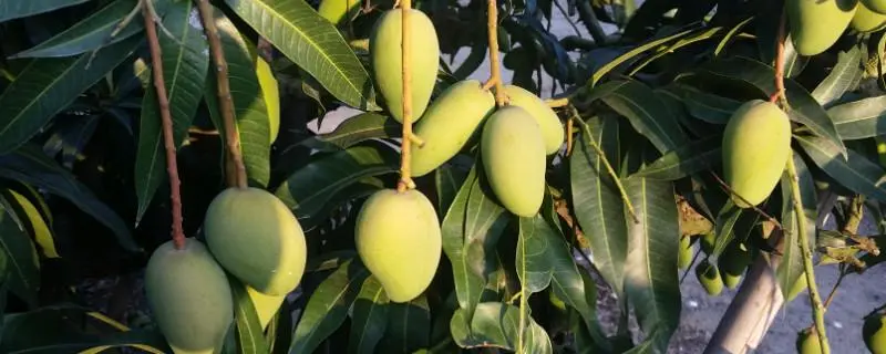 芒果树保果技术，如何提高芒果产量