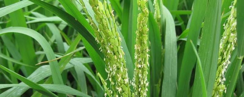 广8优华占水稻品种的特性，6月20日左右播种
