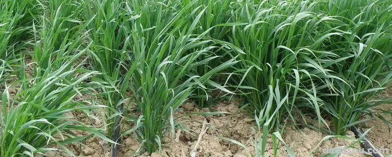 小麦拌种技术，提高小麦产量和品质