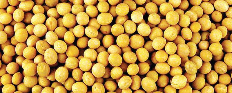 牡豆10大豆种子特征特性，高油大豆品种
