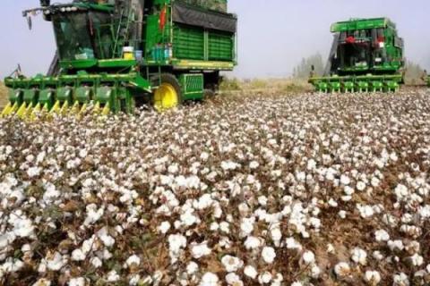 庄稼汉5号棉花种子特征特性，4月上中旬播种