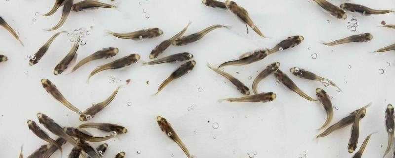 加州鲈鱼水花如何养殖，放苗之前要检测水中的微生物数量