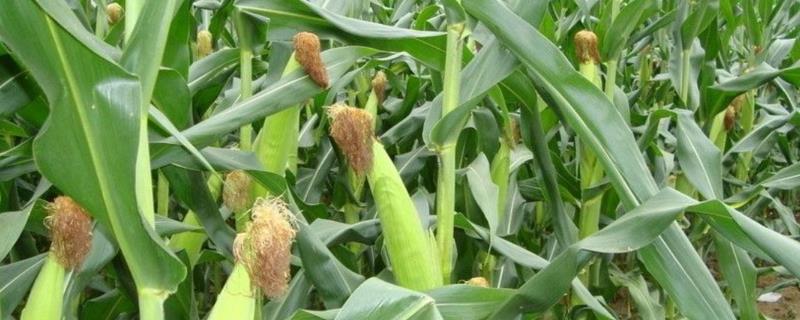 浙甜13玉米品种的特性，注意防治纹枯病和玉米螟