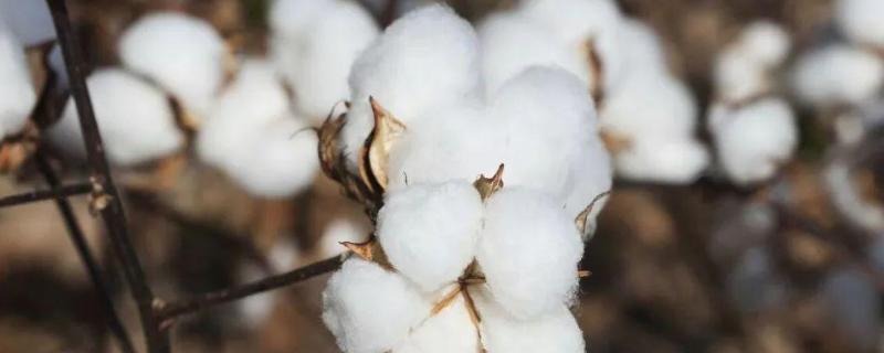庄稼汉5号棉花种子特征特性，4月上中旬播种