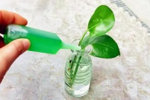 植物营养液的使用方法，滴在水里适合于水培植物