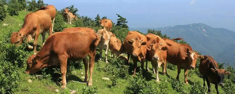 散养黄牛管理技巧，养殖经验分享