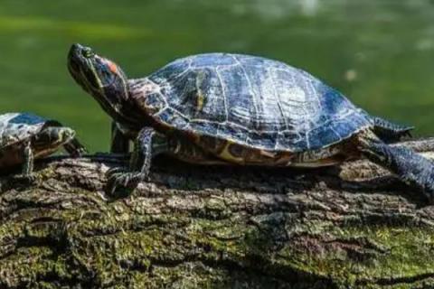 乌龟不吃东西如何解决，模拟野外环境可以提高乌龟的食欲
