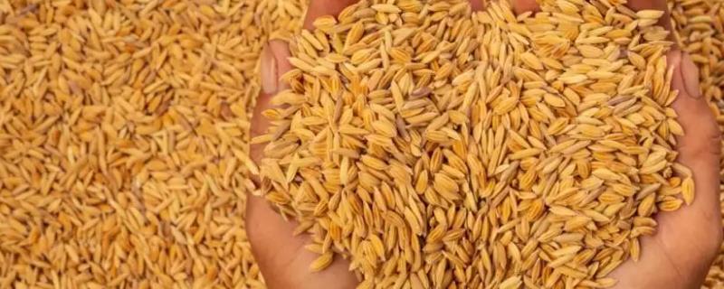 深两优8010水稻种子特点，全生育期141.4天