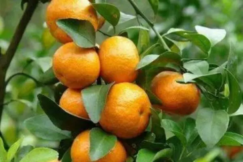 绿色的小橘子叫什么，是不是酸橙呢