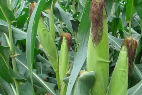 锦华202玉米品种的特性，高抗茎腐病