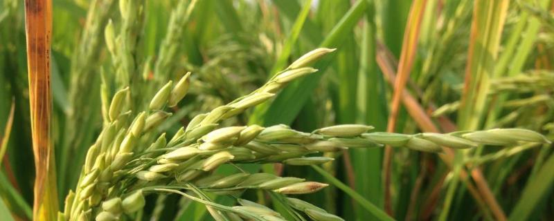晶两优1377水稻种子特征特性，一般2月下旬至3月上旬播种