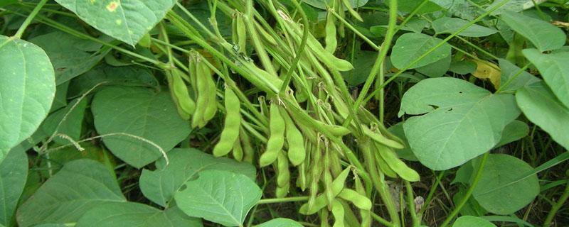 垦农38大豆种子介绍，选择中等肥力地块种植