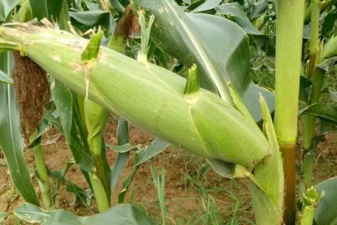 甘宇301玉米品种简介，种植密度每亩6500株