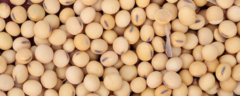 铁豆84大豆种子特点，注意防治病虫害