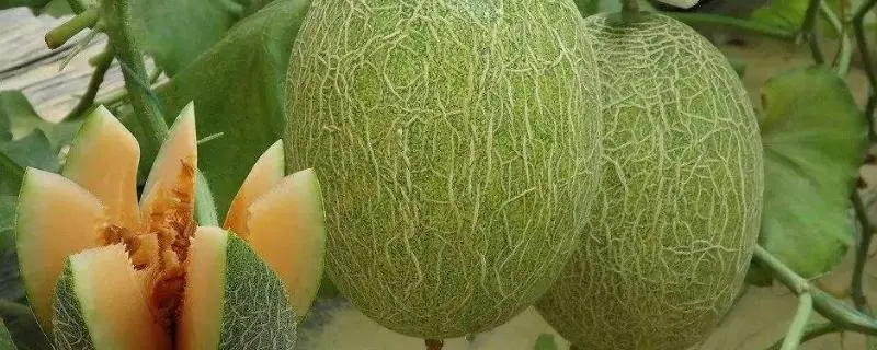 哈密瓜的种植技术，如何提高收成