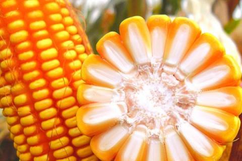 九洋528玉米种子简介，普通玉米品种