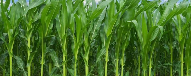 宽玉1102玉米种子特征特性，中等肥力以上地块栽培