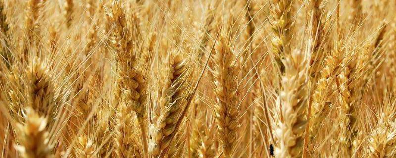 扬麦26小麦品种简介，该品种田间生长较整齐