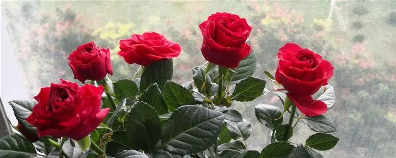 玫瑰花栽培技术，玫瑰花种植和养护