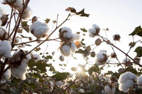 新棉3号棉花品种的特性，生育期140天