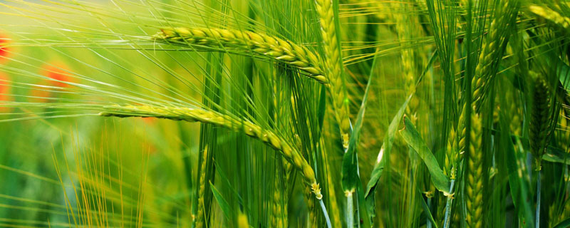 中麦8号小麦品种的特性，平均生育期236天
