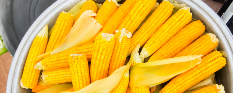 广良甜31号玉米种子特征特性，密度约2800株/亩