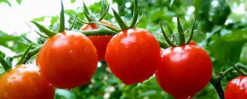 西红柿的种植过程，在家庭菜园成功种植
