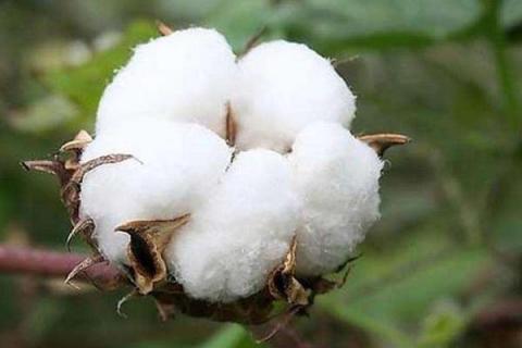 泗阳493棉花种子简介，每亩需施纯氮20公斤
