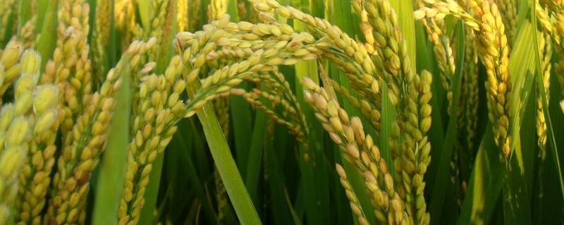 中丰S1水稻品种的特性，在海南三亚地区1月份播种