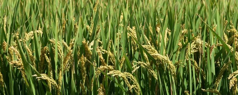 Y两优957水稻种子简介，每亩有效穗数16.6万穗