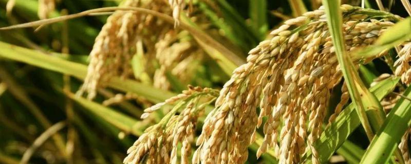 创两优华占水稻种子介绍，籼型两系杂交水稻品种
