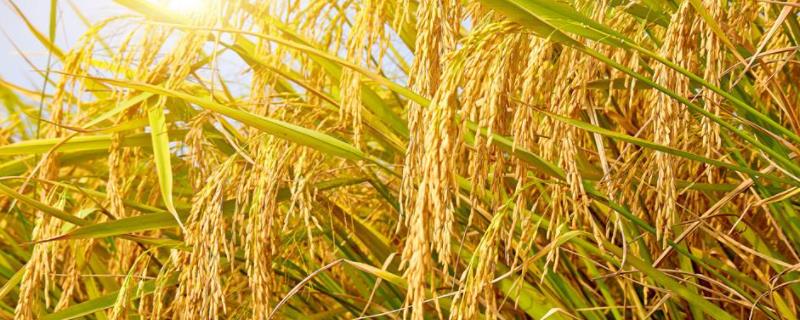 武科粳210水稻种子介绍，播种前用药剂浸种