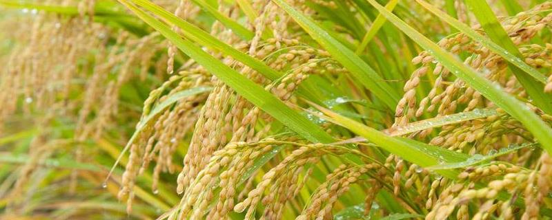 山栏陆1号水稻种子介绍，全生育期130-145天