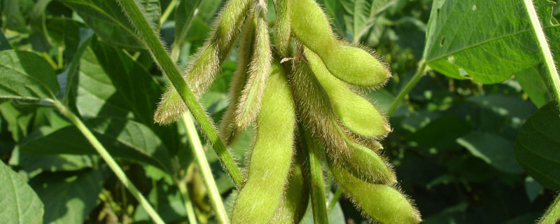 垦农36大豆品种简介，该品种为亚有限结荚习性