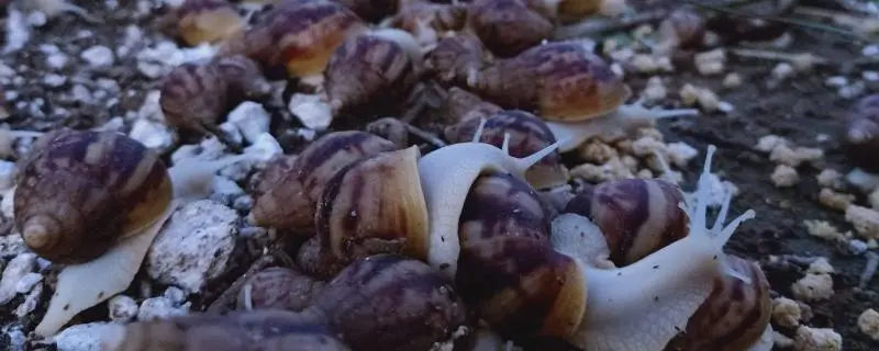 白玉蜗牛养殖环境，打造适宜的养殖环境