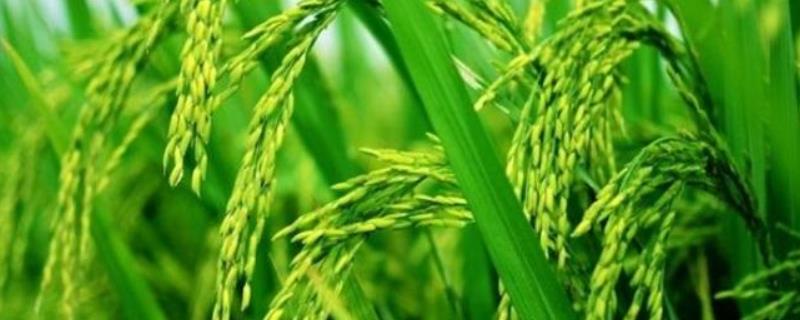 中浙优8号水稻种子特点，全生育期158.7天
