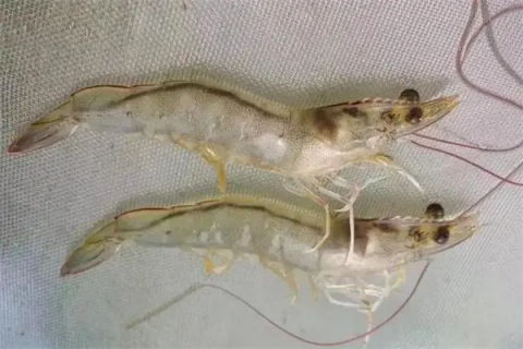 青虾的养殖，养殖管理技术