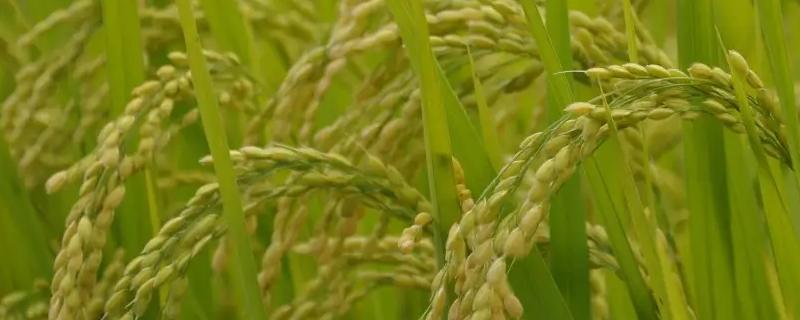 瑞两优9578水稻种子介绍，抽穗期遇连阴雨注意防治稻曲病