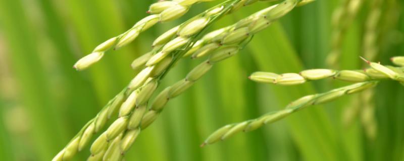群优1660水稻品种的特性，始穗时每亩增施钾肥7.5公斤