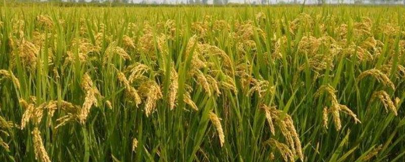 黔粳优57（区试名称：黔粳杂57）水稻种子介绍，注意稻瘟病和其它病虫害防治