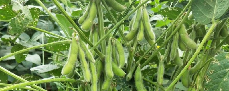 华夏10号大豆种子介绍，播种后5-8天即可出苗