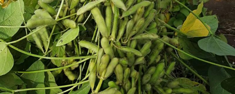 九青豆大豆种子特点，中晚熟品种