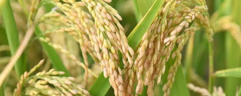 深两优5814水稻品种的特性，注意防治稻瘟病