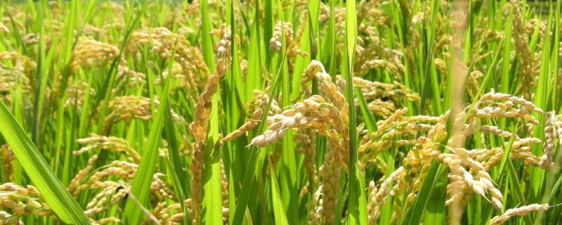 丰田优663水稻品种简介，弱感光籼型三系杂交水稻品种